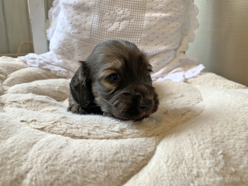 ミニチュアダックスフンド ロングヘアード ララ & 竹千代の子犬 イエロー(クリーム) 男の子(3)S__69042231 ミニチュアダックスフンド ロングヘアード ララ & 竹千代の子犬 イエロー(クリーム) 男の子(3)