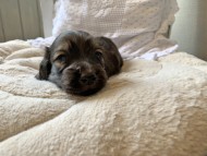 S__69042233 S__69042233