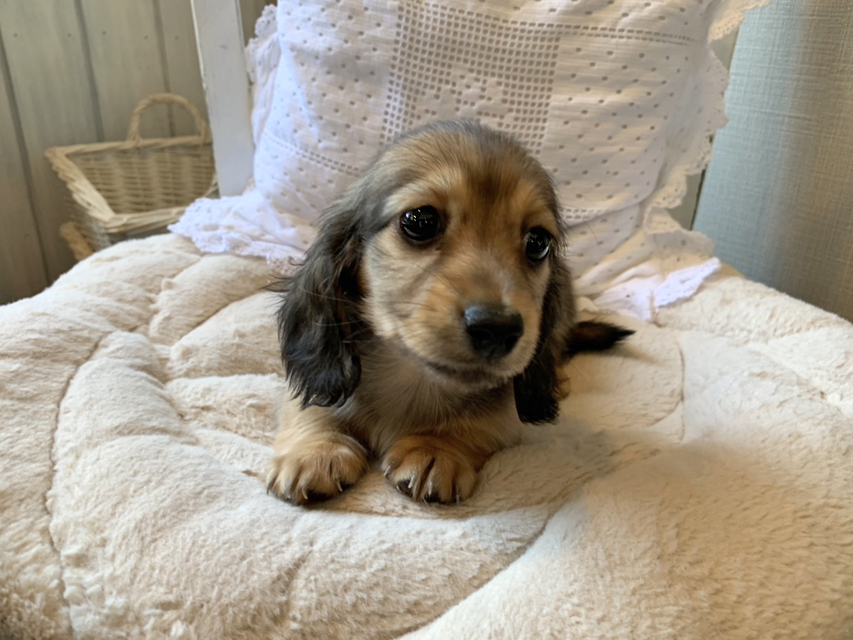 カニンヘン ダックスフンド ひな & 竹千代の子犬 イエロー(クリーム) 女の子S__69042239 カニンヘン ダックスフンド ひな & 竹千代の子犬 イエロー(クリーム) 女の子