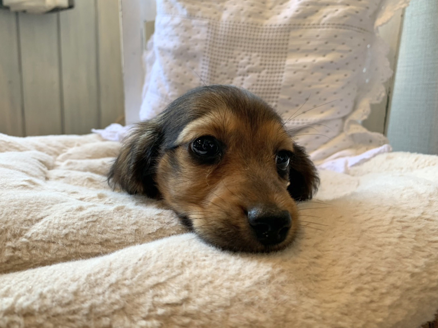 カニンヘン ダックスフンド こなゆき & ジムダンディの子犬 レッド 男の子