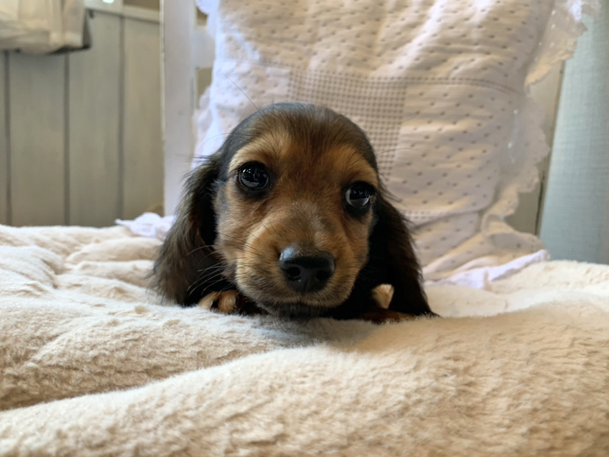 カニンヘン ダックスフンド こなゆき & ジムダンディの子犬 レッド 男の子