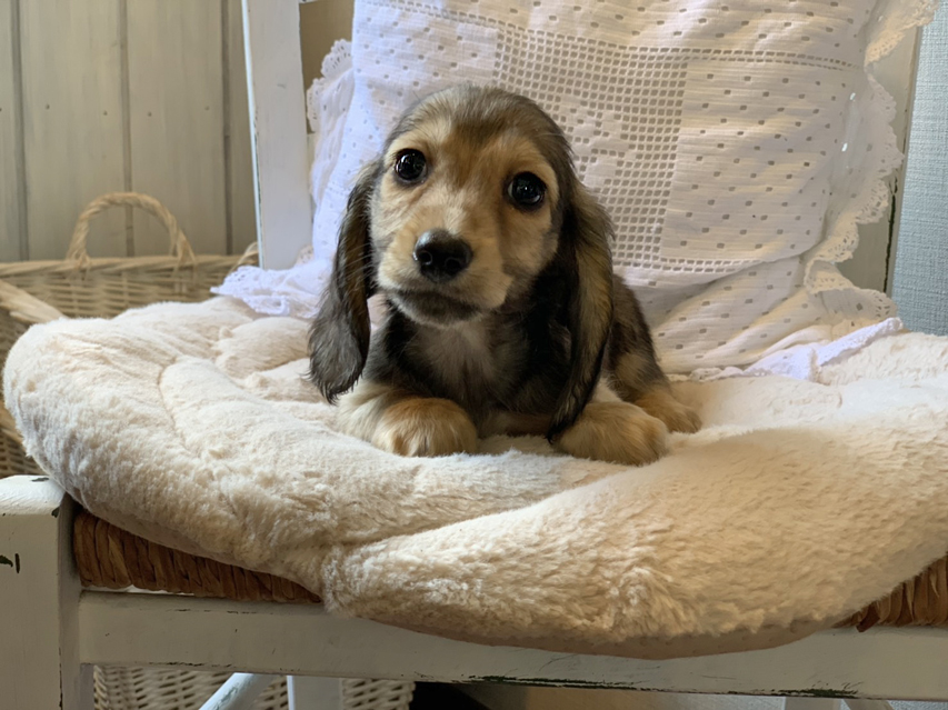 カニンヘン ダックスフンド こなゆき & ジムダンディの子犬 イエロー(クリーム) 男の子S__69042249 カニンヘン ダックスフンド こなゆき & ジムダンディの子犬 イエロー(クリーム) 男の子