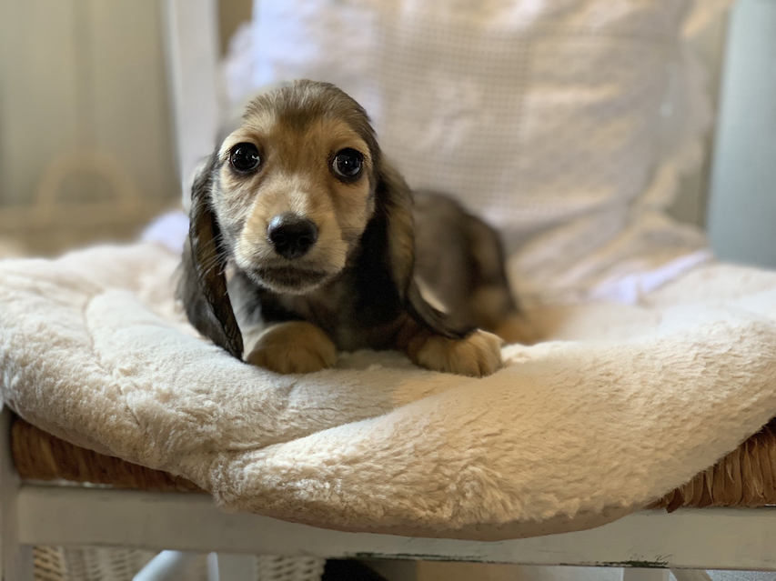 カニンヘン ダックスフンド こなゆき & ジムダンディの子犬 イエロー(クリーム) 男の子S__69042250 カニンヘン ダックスフンド こなゆき & ジムダンディの子犬 イエロー(クリーム) 男の子