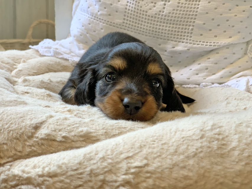 カニンヘン ダックスフンド ソフィア & ジムダンディの子犬 ブラックタン 男の子(1) カニンヘン ダックスフンド ソフィア & ジムダンディの子犬 ブラックタン 男の子(1)