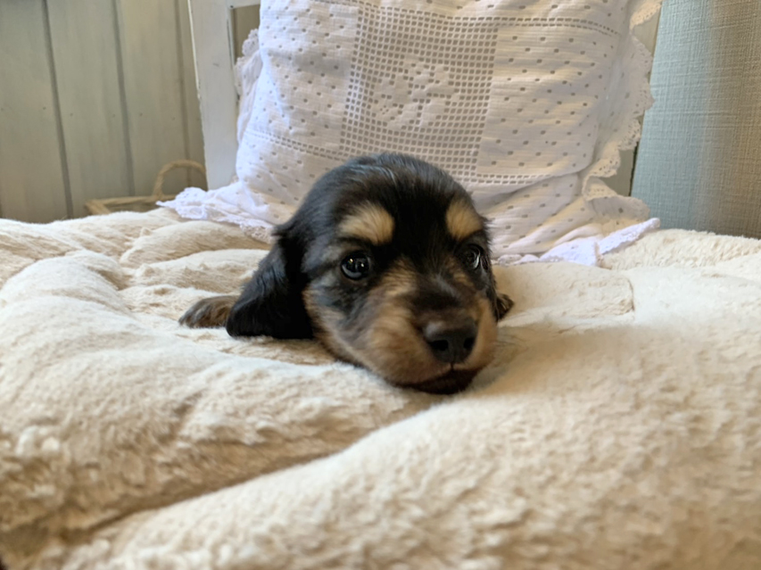 カニンヘン ダックスフンド ソフィア & ジムダンディの子犬 ブラックイエロー（ブラッククリーム） 男の子