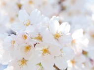 石川県のお客様へカニンヘン子犬のご案内 石川県のお客様へカニンヘン子犬のご案内