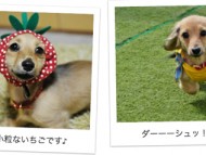 石川県のお客様からミニチュアダックスのお写真をお送りいただきました