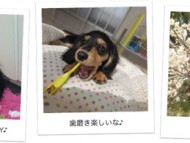 広島県のお客様からカニンヘンダックスのお写真をお送りいただきました