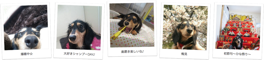 広島県のお客様からカニンヘンダックスのお写真をお送りいただきました 広島県のお客様からカニンヘンダックスのお写真をお送りいただきました