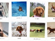 愛知県のお客様からミニチュアダックスのお写真をお送りいただきました