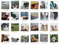 神奈川県のお客様からミニチュアダックスのお写真をお送りいただきました