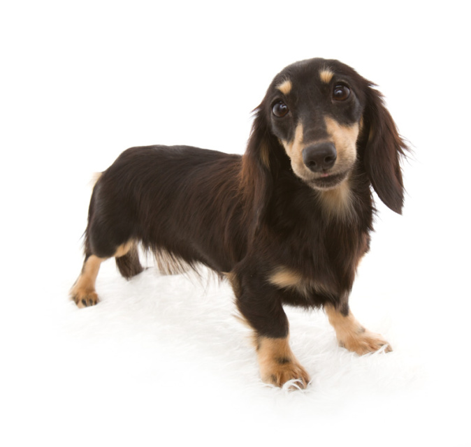 カニンヘンのイブ カニンヘンのイブ