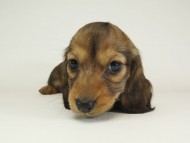 5月子レット女-1 5月子レット女-1