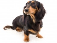 tn08ジゼル_K9A1686