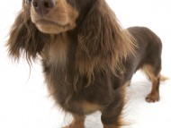 日向 JKCチャンピオン カニンヘンダックス 男の子 チョコ&タン 日向 JKCチャンピオン カニンヘンダックス 男の子 チョコ&タン