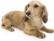 ティアラ  JKCチャンピオン直娘 カニンヘンダックス　女の子 シェーデットクリーム