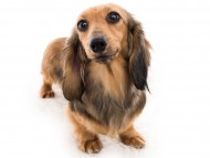 tn03デイジー__K9A3180