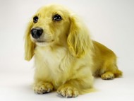 カニンヘン ダックスフンド クリーム女の子  クッキーチェーンアルマ