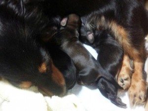 カニンヘンのアプリが出産しました カニンヘンのアプリが出産しました