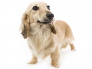 ダックスフンド カニンヘン エンジェル ダックスフンド カニンヘン エンジェル