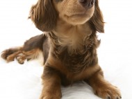 ラム カニンヘンダックス 女の子 チョコ＆タン