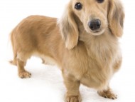 なると カニンヘン ダックスフンド シェーデットクリーム なると カニンヘン ダックスフンド シェーデットクリーム