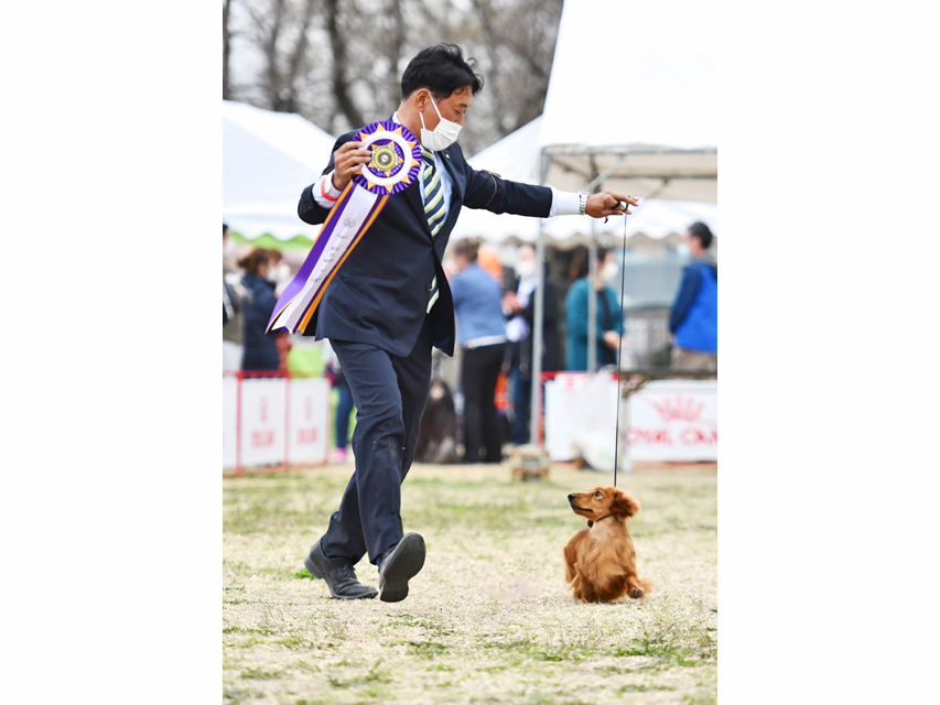 ミニチュアダックスフンド まもる ドッグショー