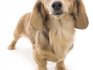 チェルシー カニンヘン ダックスフンド シェーデットクリーム