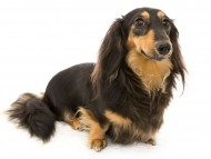 サクラhp3 サクラhp3