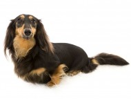 サクラhp2 サクラhp2