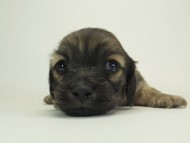 7シャーロットSクリ男の子-3 7シャーロットSクリ男の子-3