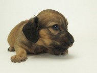 8シャーロットＳレット女の子9