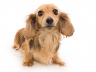 パフェ メンバー紹介