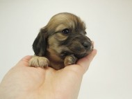 9シャーロットＳクリーム女の子6