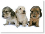 子犬情報 子犬情報