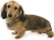 クレア カニンヘンダックス 女の子 シェーデットクリーム クレア カニンヘンダックス 女の子 シェーデットクリーム