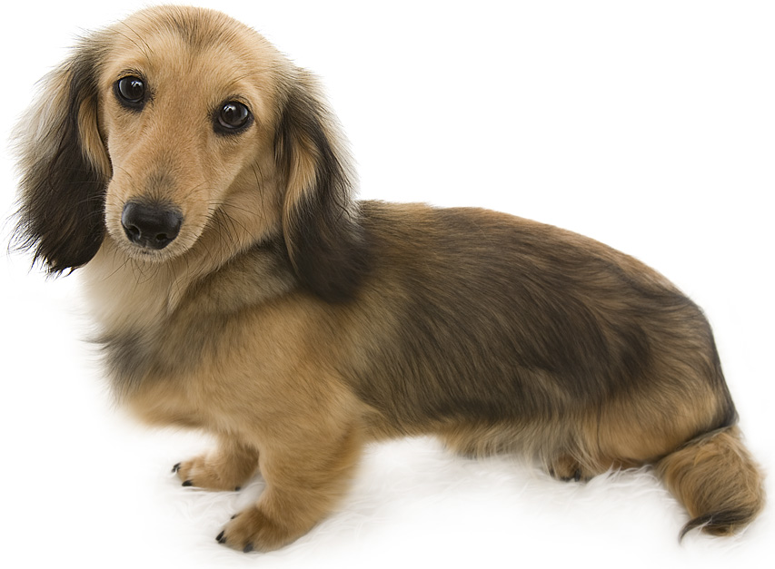 クレア カニンヘン ダックスフンド シェーデットクリーム クレア カニンヘン ダックスフンド シェーデットクリーム