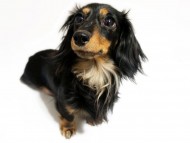 リズ カニンヘン 雌