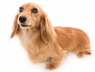 Kaninchen_Dachshund02キャロット_K9A8068