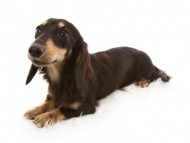 カニンヘンのイブ カニンヘンのイブ