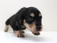 イライ君次男 (4)