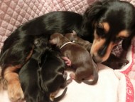 2013.12.23 カニンヘンのマノン.Aが出産しました 2013.12.23 カニンヘンのマノン.Aが出産しました