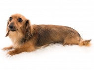 Kaninchen_Dachshund07あかね_K9A8175