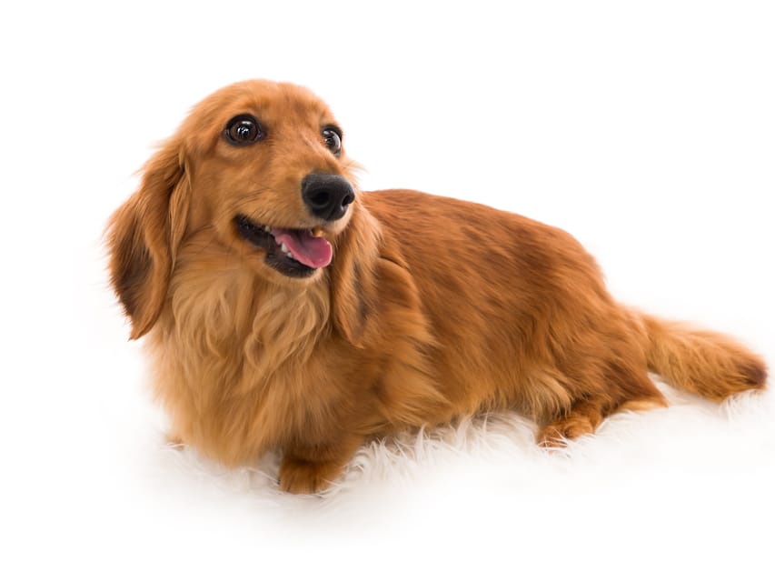 Kaninchen_Dachshund09ブーケ_K9A5726 Kaninchen_Dachshund09ブーケ_K9A5726