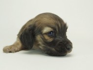 7シャーロットSクリ男の子-15 7シャーロットSクリ男の子-15