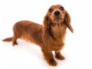 Miniature_Dachshundドリームス_K9A5699