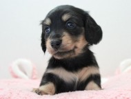 未ミルカ (3) 未ミルカ (3)