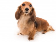 Kaninchen_Dachshund10ローザ_K9A8290 Kaninchen_Dachshund10ローザ_K9A8290