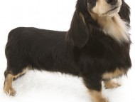 富士 JKCチャンピオン直子 カニンヘンダックス 雄　ブラック＆クリーム