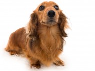 Miniature_Dachshundパンチ_K9A5549